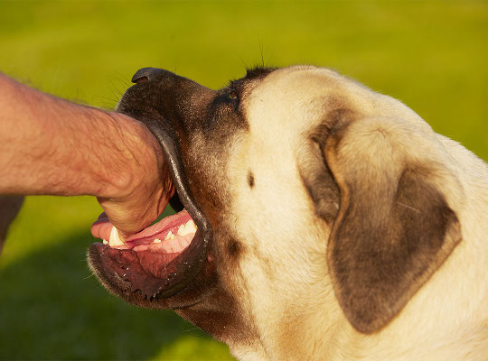 DOG BITE ATTACKS